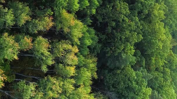 バーティカルビデオ アリアルウッド ドローンツリー 秋の森の緑の黄色い葉は 朝の美しい公園の自然の雰囲気を穏やかにしました — ストック動画