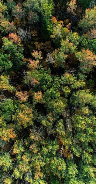 Aerial Autumn Fall Tree Vibrant Foliage Colors Beautiful Green Yellow — Stock Photo, Image