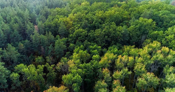 Aerial Trees Forest Foliage Atmospheric Ecology Reserve Green Yellow Leaves — Stock Photo, Image