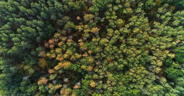 Tree Tops Aerial View Serene Green Yellow Autumn Forest Nature — Stock Photo, Image