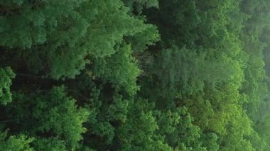 Dikey video. Yeşil yapraklar. İnsansız hava aracı orman uyumu. Huzurlu orman manzarası huzurlu kırsal doğa rezerv drone görünümünün güzelliği.
