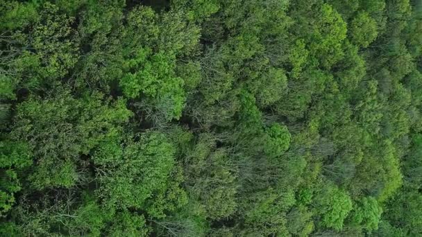 Dikey Video Vahşi Orman Geçmişi Orman Koruma Hava Görüntüsü Kalın — Stok video