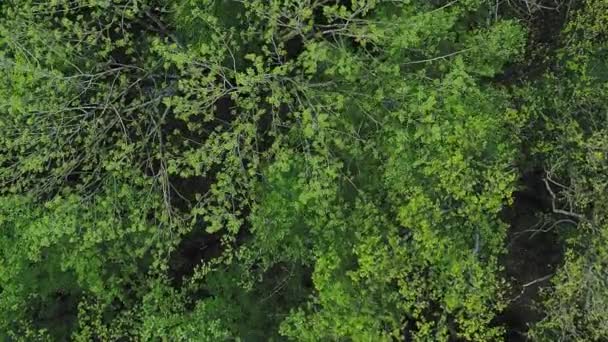 Fundo Árvores Tranquilidade Natural Tiro Aéreo Livre Pacífico Fresco Exuberante — Vídeo de Stock