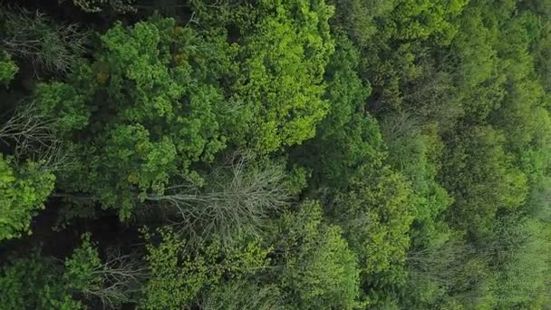 垂直ビデオ 森林の背景 夏の森 自然の調和 穏やかな雰囲気の中で風に揺れる緑豊かな緑の木の冠の葉とSerene魅惑的な屋外風景 — ストック動画