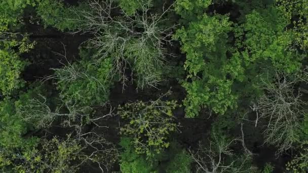 森を背景に 自然公園 空中展望 環境保護 多様な木の冠を持つエメラルドグリーンの野生密度の高い壮大な静かな絵の森 — ストック動画