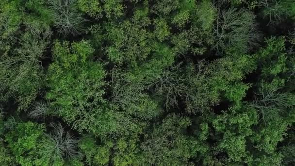 Δάσος Κορυφές Φόντο Αεροφωτογραφία Διατήρηση Των Δασών Αιχμαλωτίζοντας Φύση Τοπίο — Αρχείο Βίντεο