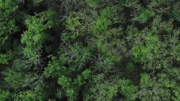 Woodlandské Pozadí Přírodní Spojení Pohled Drony Zeleň Krajiny Venkovský Les — Stock video