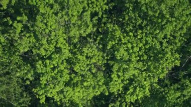 Orman yeşillik geçmişi. Ekolojik koruma. Bereketli yeşil ağaçla huzurlu bir açık hava taçlandırılmış yoğun bir tepe örtüsü rüzgarda sallanıyor..