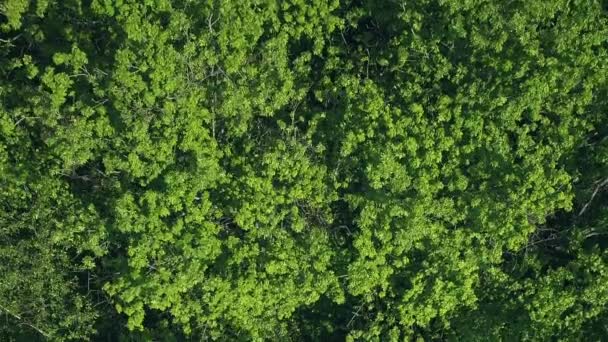 Лесные Листья Экологическое Сохранение Мирный Открытый Пейзаж Пышными Зелеными Деревьями — стоковое видео