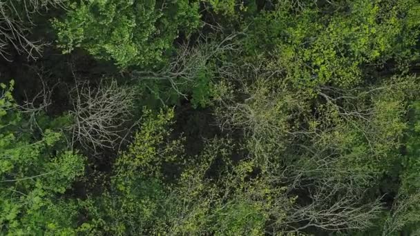 垂直ビデオ 森のキャノピーの背景 森林保全 田舎の自然野生の新鮮な密な緑の木の冠はテクスチャの風景を残し — ストック動画