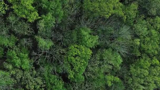 Fundo Dossel Florestal Protecção Floresta Vista Para Drones Esmeralda Verde — Vídeo de Stock