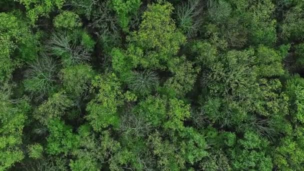 Erdő Koronázza Hátteret Erdővédelem Légi Felvétel Természetvédelem Zöld Nyár Sűrű — Stock videók