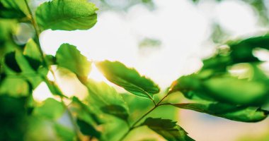 Sabah parkı geçmişi. Yeşillik yeşillik. Doğa sükuneti. Orman gündoğumu. Yaz mevsimi yaprakları merceklerde parlıyor, ışık yansıyor, gökyüzünü dağıtıyor..