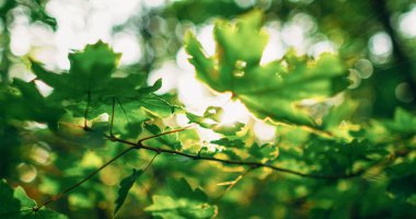 Orman yeşillik geçmişi. Yeşil bir manzara. Doğa uyumu. Gün batımı. Yaz bereketli akçaağaç yaprakları Bokeh 'in üzerindeki merceklerde parlıyor..
