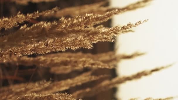 Függőleges Videó Őszi Rét Háttér Vidéki Tájkép Vidéki Mezőgazdaság Nyugodt — Stock videók