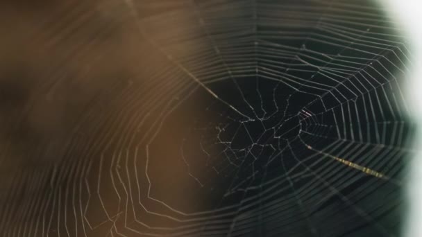 Verticale Video Zomer Wilde Dieren Landelijke Zonsondergang Natuurharmonie Spiderweb Bruin — Stockvideo