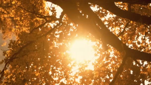 バーティカルビデオ 日没の背景 森の風景について ゴールデンウッズの葉 自然の調和 離散した田舎のレンズフレアで育つ秋のオレンジ色の茶色の木 — ストック動画