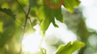 Dikey video. Yeşillik geçmişi. Orman güneşi. Doğa parkı ortamı. Yaz yeşili akçaağaç yaprakları merceklerde parlayan bulanık kiriş bokeh ışığı.