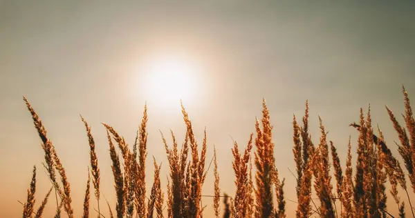 Meadow sunrise background. Autumn morning. Calming nature scenery. Rural dry grass golden straw reed heads on foggy sky with defocused sun light.