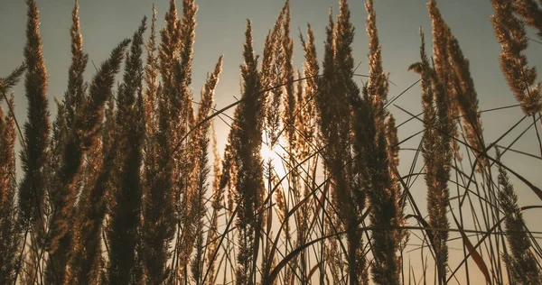 Tło Zachodu Słońca Łąki Spadające Krajobrazy Natury Wiejskie Piękno Sucha — Zdjęcie stockowe