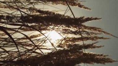 Dikey video. Meadow gün batımı arka planı. Sonbahar doğa manzarası. Kırsal alan güzelliği. Kuru çimenler altın bitkiler, sivri uçlar rüzgarda savrulan başlar, gökyüzünde sıcak kirişler..
