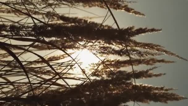 Verticale Video Weidezon Zonsondergang Achtergrond Fall Natuur Landschap Landelijke Landelijke — Stockvideo