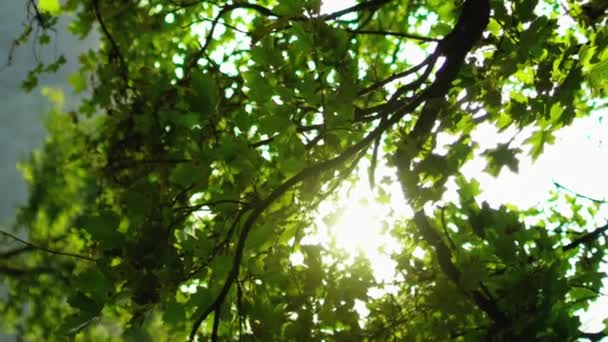 バーティカルビデオ 森の風景の背景について フォレストグリーン 春の平和な朝の自然公園の緑の木の枝は明るい日光の田舎の風景で残ります — ストック動画