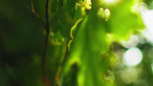 Вертикальное Видео Зеленые Листья Фона Сохранение Лесов Луч Солнца Лесу — стоковое видео