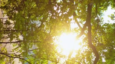 Dikey video. Doğa manzarası arka planı. Orman güneşi. Sabah kırsal kesimde. Yaz yeşili ağaçlar çayır mercek ışığında kuru kahverengi çimen.