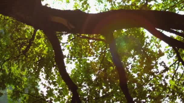 バーティカルビデオ グリーンウッドの背景 自然の日の出 モーニングパークの景色 ビーム ライト レンズの夏の新鮮な緑の木の葉は農村の風景の屋外にフレア — ストック動画