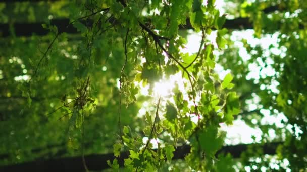 バーティカルビデオ 緑の森の背景 汚れた景色 ウッズ サンライト 平和な自然公園 夏の新鮮な朝の緑の木は屋外のぼやけのビームで葉 — ストック動画