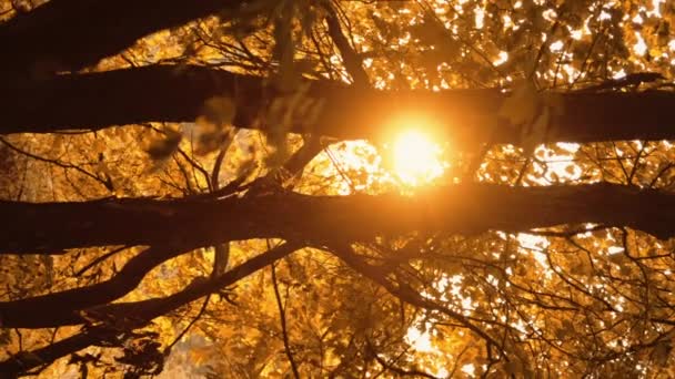垂直录像 秋天的森林背景 森林落日自然公园景观 金秋季节乡村树木的枝叶闪烁着光芒 — 图库视频影像