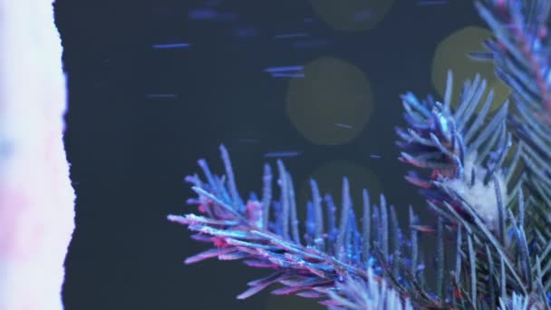 Вертикальное Видео Рождественские Каникулы Праздничное Оформление Новогодний Праздник Снегопад Композиция — стоковое видео