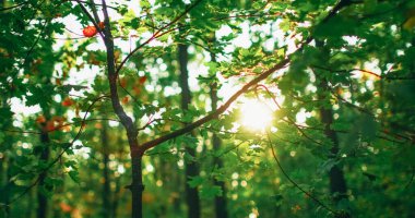 Bahar ormanı geçmişi. Yeşillik. Orman gündoğumu. Doğa parkı manzarası. Yaz huzurlu, yeşil sabah ağacı dalları Bokeh kirişleri altında ayrılıyor..