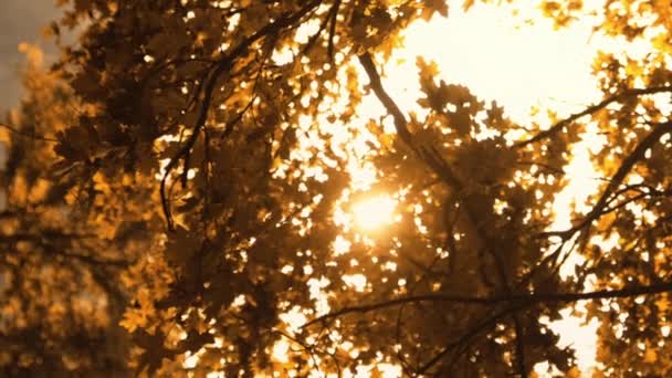 Verticale Video Val Bladeren Achtergrond Boszonsondergang Vreedzame Natuur Schoonheid Bruine — Stockvideo