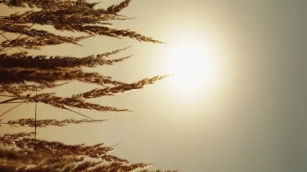 垂直录像 Meadow日出背景秋天的早晨平静的自然景观 农村干草金黄色的稻草头在雾蒙蒙的天空上 太阳光的焦距很远 — 图库视频影像