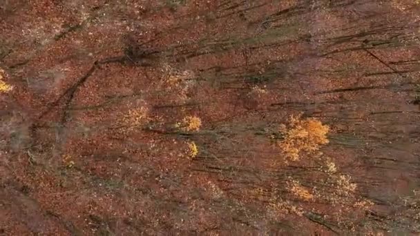 Vídeo Vertical Floresta Drones Outono Aéreo Árvores Folhosas Marrons Alaranjadas — Vídeo de Stock