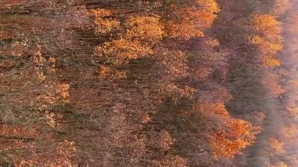 バーティカルビデオ 秋の木 エアリアルフォール 森の風景について 美しい乾燥したオレンジ色の茶色の鮮やかな葉の冠日光のセレンはドローンビューを支払います — ストック動画