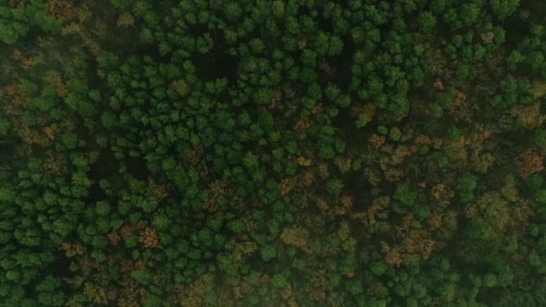 Vertikales Video Waldblick Aus Der Luft Baumwipfel Schöne Nebelverhangene Landschaft — Stockvideo