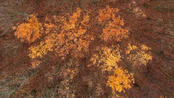 バーティカルビデオ エアリアルツリー 秋の森に 自然の景色 美しい残留オレンジ色の茶葉 日光の大気公園の風景 ドローンビュー — ストック動画