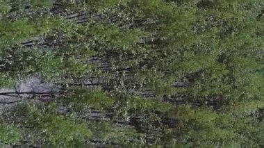 Dikey video. Drone orman manzarası. Çam ağacından. Vahşi doğa, kış manzarası, karlı toprak, yeşil ağaç taçlandırılmış, ulusal rezerv, bulutlu bir sabah..