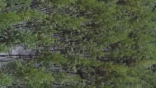 Вертикальное Видео Вид Лес Дронов Лесная Сосна Дикая Природа Зимний — стоковое видео