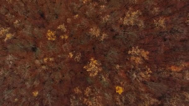 Vertikales Video Luftiger Wald Herbstbäume Atmosphärisches Holz Blätter Orange Braun — Stockvideo