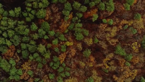 Verticale Video Drone Boomkronen Luchtbos Wildbos Prachtig Vroeg Herfst Landschap — Stockvideo