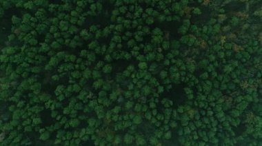 Dikey video. Drone ahşap görüntüsü. Orman manzarası. Manzaralı sisli bölge, kırsal yeşil ağaçlar vahşi yaz parkında yeşilleniyor..