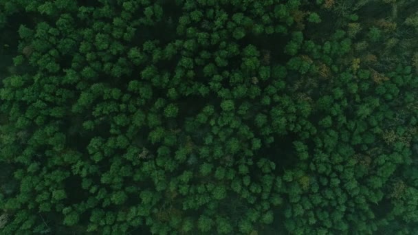 Vídeo Vertical Vista Madeira Drone Paisagem Florestal Reserva Nebulosa Cênica — Vídeo de Stock