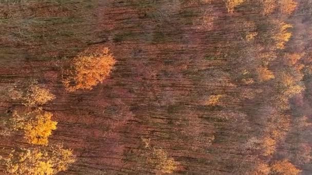 バーティカルビデオ エアリアルな葉 秋の木 大気の景色 オレンジ色の茶色の葉 風の秋の森の自然景観のドローン ビュー — ストック動画