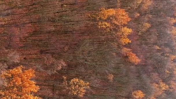 Függőleges Videó Légi Erdő Drónlombozat Atmoszférikus Levelek Narancs Barna Fák — Stock videók
