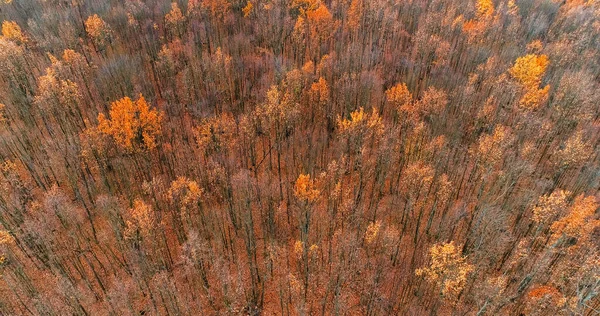 Autumn Trees Aerial Fall Forest Landscape Beautiful Orange Brown Vibrant — Stock Photo, Image