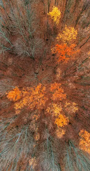 Aerial forest. Drone tree tops. Atmospheric wood leaves orange brown trees in daylight serene autumn nature landscape top view.